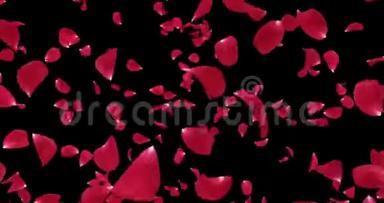 旋转飞舞的浪漫红玫瑰花花瓣背景阿尔法哑光环4k